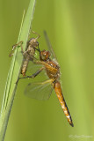 Bruine korenbout/Libellula fulva ♂