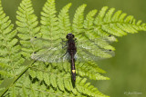 Gevlekte witsnuitlibel/Leucorrhinia pectoralis ♂