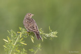 Veldleeuwerik/Skylark