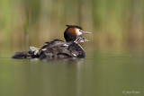 Fuut/Great crested crebe