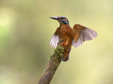 IJsvogel/Kingfisher