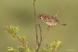 Ringmus/Tree sparrow