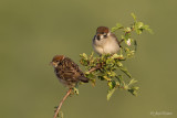 Ringmus/Tree sparrow