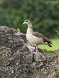 Nijlgans/Egyptian goose