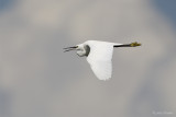 Kleine zilverreiger/Little egret