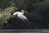 Roze pelikaan/Great white pelican