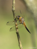 Viervlek/Libellula quadrimaculata ♂