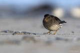 Paarse strandloper/Purple sandpiper