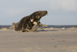 Grijze zeehond/Seal