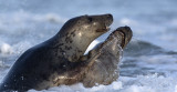 Grijze zeehond/Seal