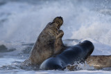 Grijze zeehond/Seal