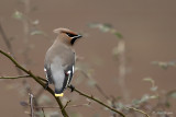 Pestvogel/Bohemian waxwing