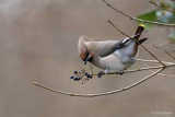 Pestvogel/Bohemian waxwing