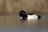 Kuifeend/Tufted duck