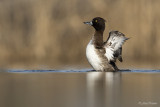 Kuifeend/Tufted duck