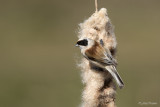 Buidelmees/Eurasian penduline tit