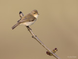 Tjiftjaf/Chiffchaff