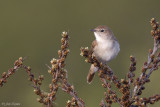 Nachtegaal/Common nightingale