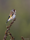 Putter/Goldfinch
