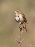 Nachtegaal/Common nightingale