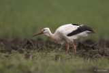 Ooievaar/White stork