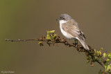 Braamsluiper/Lesser whitethroat