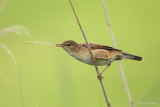 Kleine karekiet/Reed warbler