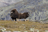 Noorwegen/Norway Dovrefjell