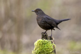 Merel/Common blackbird