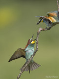 Bijeneter/Bee-eater