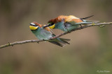 Bijeneter/Bee-eater