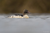 Grote zaagbek\Common merganser