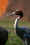 Sarus Crane