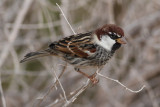 Spanish Sparrow (Passer hispaniolensis) - spansk sparv