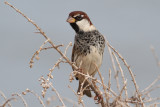 Spanish Sparrow (Passer hispaniolensis) - spansk sparv