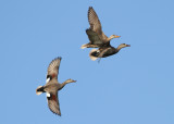 Gadwall (Anas strepera) - snatterand