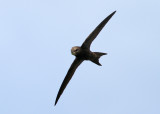 Common Swift (Apus apus) - tornseglare