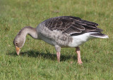 Greylag Goose (Anser anser) - grgs