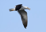 Lesser Black-backed Gull - Baltic Gull (Larus f. fuscus) - Silltrut