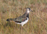 Northen Lapwing (Vanellus vanellus) - tofsvipa