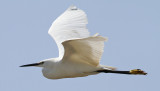 Little Egret (Egretta garzetta) - silkeshger