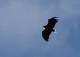 White-tailed Eagle (Haliaeetus albicilla) - havsrn