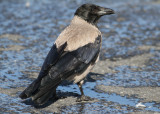 Hooded Crow (Corvus cornix) - Grkrka