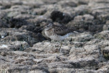 Wood Sandpiper (Tringa glareola) - grnbena