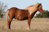 Islandic Horse - islandshst