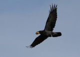 Raven (Corvus corax) - korp