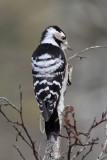 Lesser Spotted Woodpecker (Dendrocopus minor) - mindre hackspett