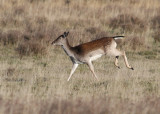 Fallow Deer (Dama dama) - dovhjort