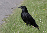 Carrion Crow (Corvus corone) - svartkrka