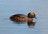 Horned Grebe (Podiceps auritus) - svarthakedopping